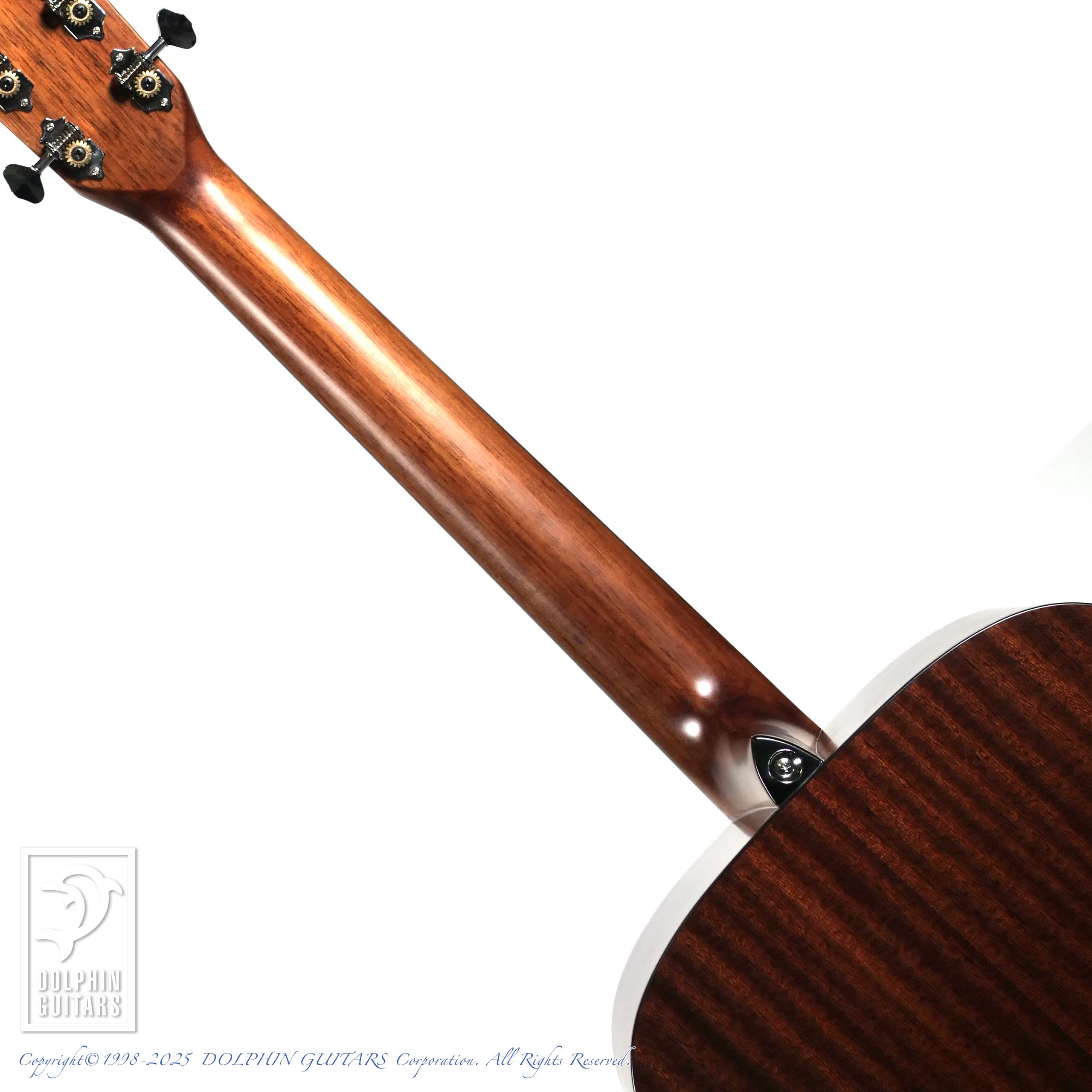 MORRIS F-1 NAT|ドルフィンギターズ