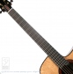 Wilaryn (Modified OM Cutaway)【サウンドメッセin大阪 2026出展作品】4