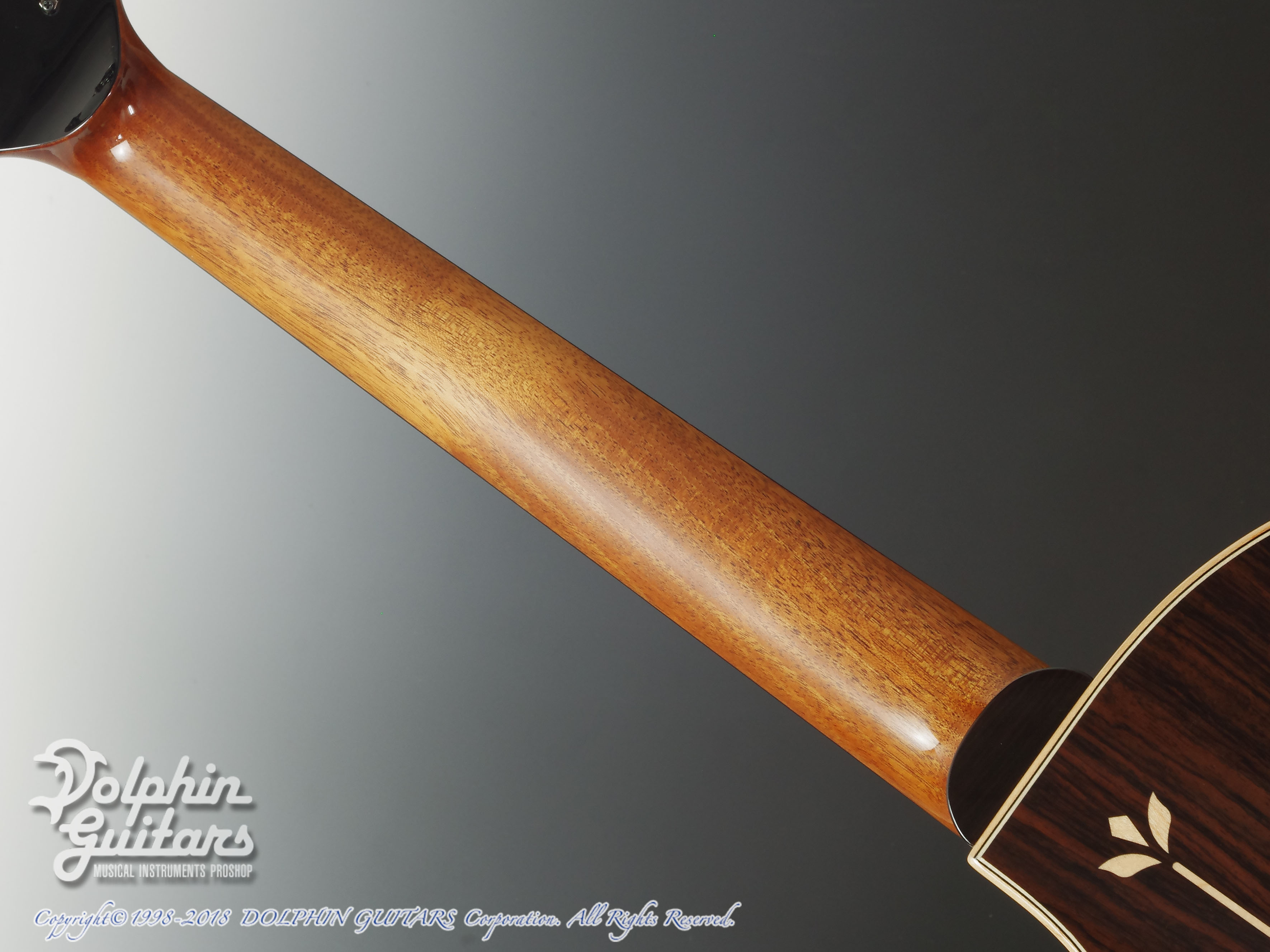  ドルフィン デザイン 皿 5枚セット SHUN KAMADA Practice|ドルフィンギターズ